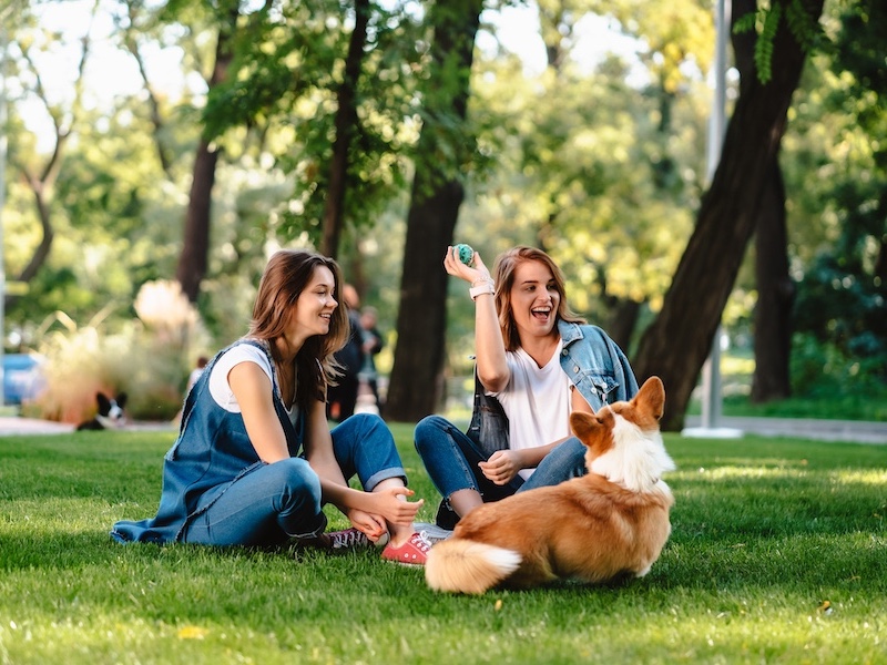 How To Build a Dog Park