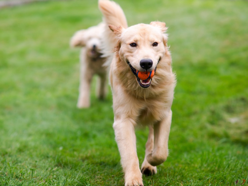 How To Build a Dog Park